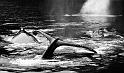 Pod of Humpbacks